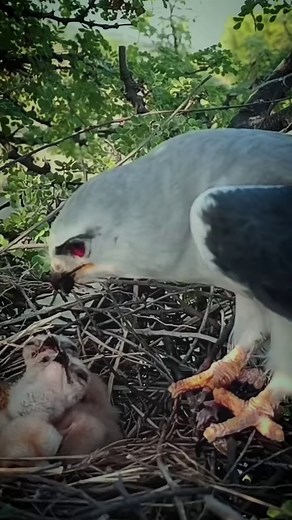 22K views · 237 reactions | Babies are eating the mouse with great pleasure | Review All Birds | Facebook