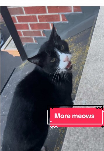 Brighten Your Day with Ten Joyful Cat Meows