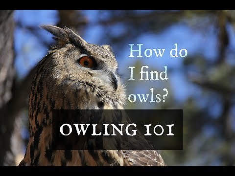 Owling 101: How do I find owls?