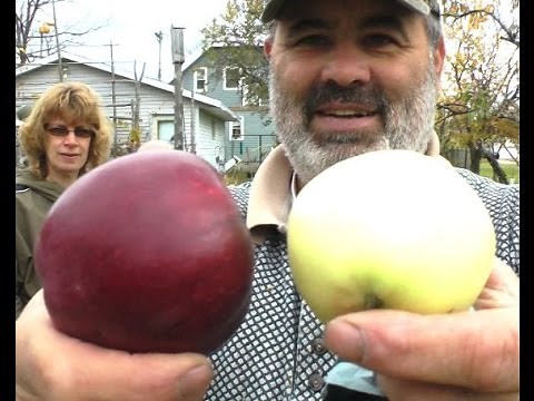 Picking Arkansas Black Apples