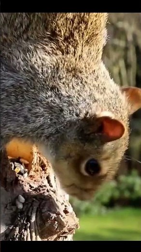 5 Fatos incríveis sobre os esquilos