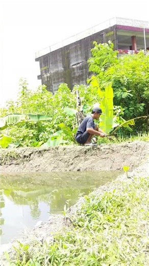 cleaning the grass on the pond embankment#traditionalfishfarming #redtilapia#shorts