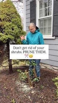 Don’t Get Rid of Your Old Shrubs. Prune Them instead!