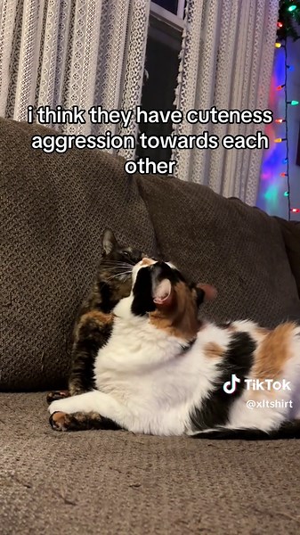 Tortoiseshell Cat Shows Cuteness Aggression to Orange Cat