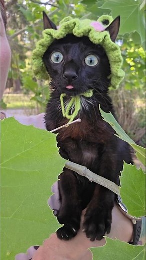 Elvis invites you on a grand adventure #cat #cerebellarhypoplasia #elviswestley #nature