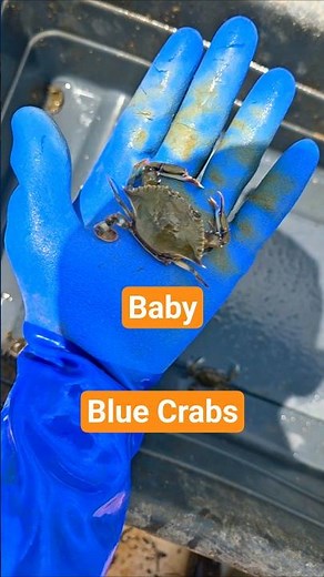 LOTS of BABY BLUE CRABS!!!!