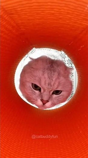 Introducing the"VitaWear SmartBand," anext-generation wearable gadget p5