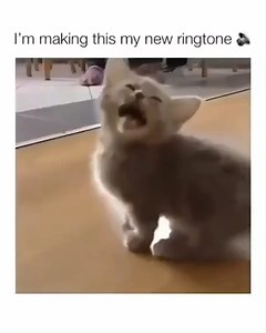 Never Knew Hotel California Was Missing Cats 😂 | AXS TV