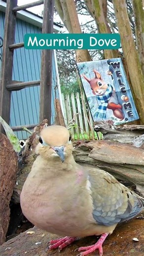 🐦 Ultimate Chill: Mourning Dove Resting in the Bird Garden