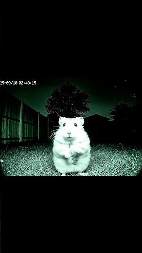“Hamster Caught on CCTV at Night! 🐹😂 | HamCamTV Shorts”