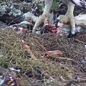 14M views · 152K reactions | Eagle Feeding Live Fish To Baby  Join our group : Animals Life. Thank you so much ❤ | Animals & Nature | Facebook