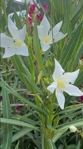 White Oleander Flowers in Bloom 🤍#nature #oleander #youtubeshort