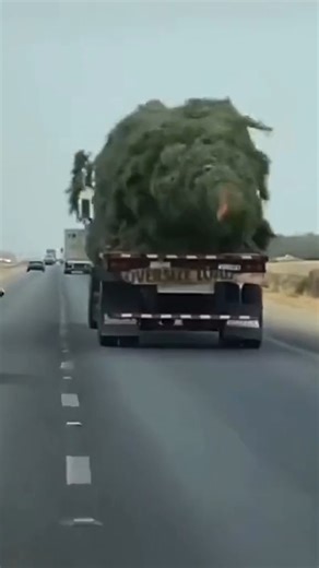 9.3K views · 128 reactions | Wide Load Tree Dancing in the Wind#dance #truck #tree | Truck & Trucker | Facebook
