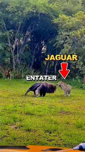 Predator vs Prey: Awareness Wins