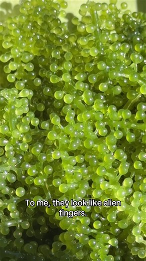 Trying Sea Grapes: A First-Timer's Food Challenge Review