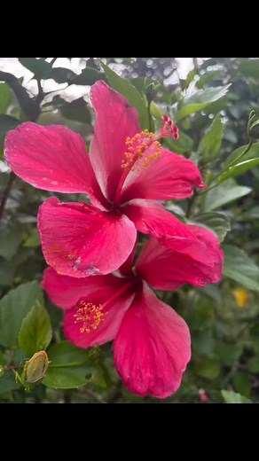 Fleurs exotiques 🌺#Guadeloupe #flowers #tropical @super fans Le Paradis de la Guadeloupe | Le Paradis de la Guadeloupe