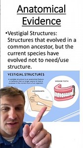 Vestigial Structures