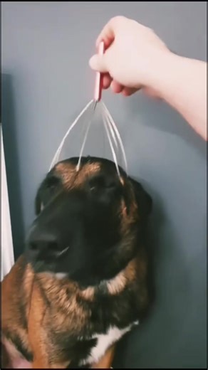 Funny dogs getting scratched and instantly melting into happiness 😂🐶 Leg kicks, goofy faces, and pure bliss mode activated 🤣 #FunnyDogs #DogScratch #DogComedy #PetMoments #FYP @Cute & Funny