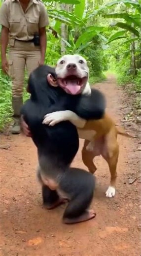 Silverback Gorilla Takes Dogs for a Walk! Mind-Blowing Zoo Moment 🦍🐶 #funny #funnydog #funnyanimals