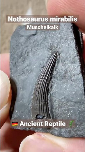 Nothosaurus Reptile Fossil Tooth