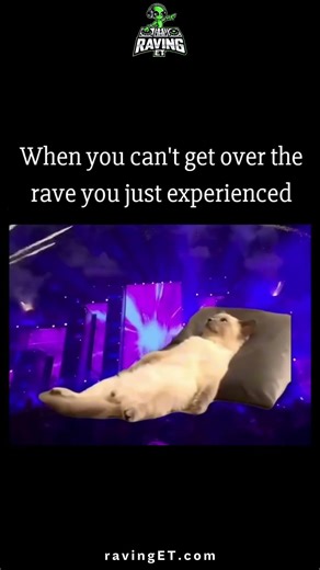 Rave Cat Meme | When Your Cat Lives the Festival Life | RavingET