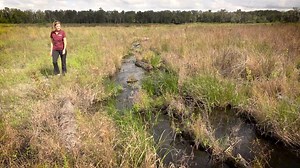 7.5K views · 90 reactions | Here’s a look at the recently completed Balm Boyette restoration project. | Southwest Florida Water Management District | Facebook