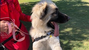 Update: Dog once covered in foxtails is now happy, healthy and ready to be adopted!