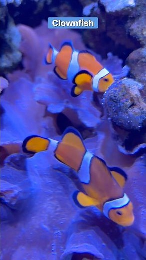 I Can’t Believe We Found Nemo and His Dad in REAL LIFE!! 😳🐟