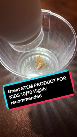 Exploring Wasp Anatomy with a Kids Microscope