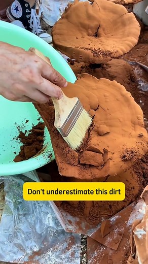 Oldgarden Official on Instagram: "Ganoderma spore powder #viral #plant #plants #garden #ganoderma"