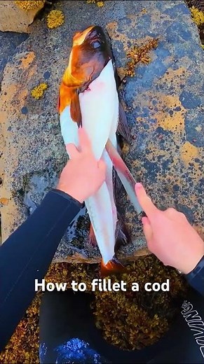 How to fillet a cod #fishing #spearfishing