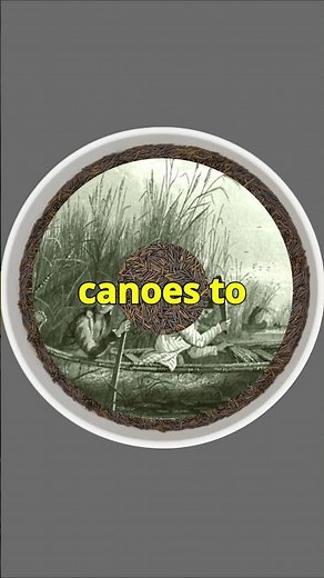 The Art of Harvesting Wild Rice: A Native American Tradition