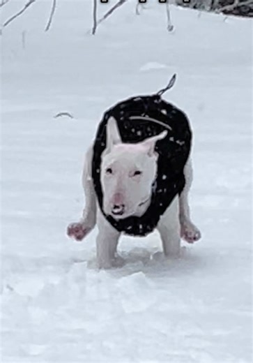 Memorable Runs of an English Bull Terrier