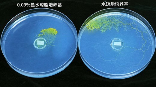 看黏菌有多怕盐