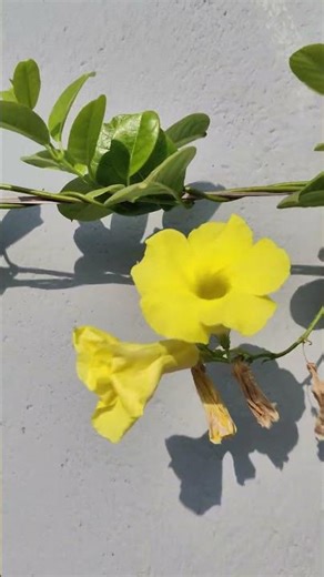 Brightening the garden with golden Allamanda blooms 🌼✨ Comment Yes if you want full garden tour 👍👍🦋🦋