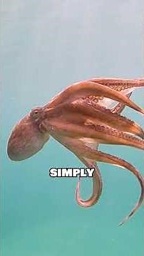 This Octopus Outsmarted a Powerful AI in a Lab Experiment