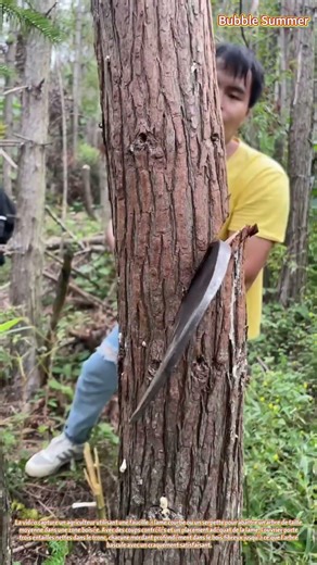 Récolte de Bois : Abattage de Précision avec une Lame Courbe