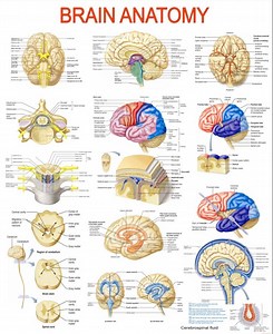 Brain Anatomy: A Comprehensive Visual Guide – High-resolution PDF | Ready-to-print Educational Poster - Etsy Canada
