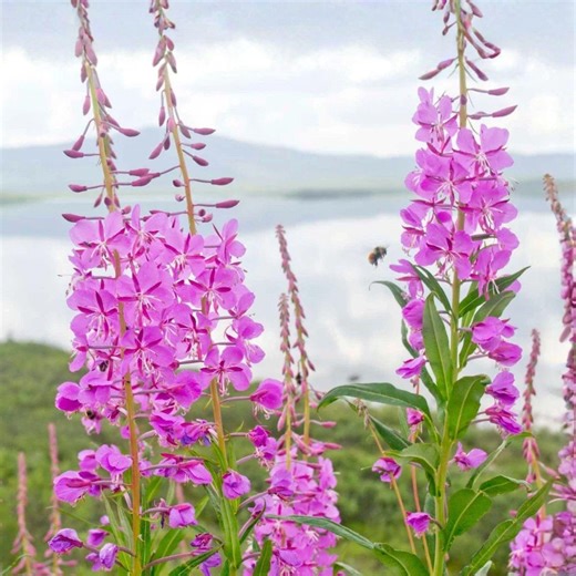 Fireweed Seeds 500 Chamaenerion Angustifolium Pink Wildflower Perennial Pollinator Plant - Etsy