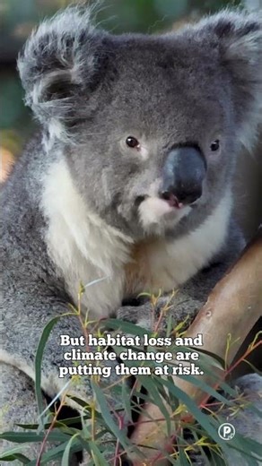 International Wild Koala Day