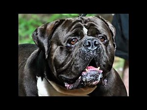 Project Just A Bull: What are these dogs made of?