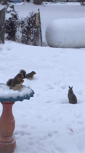 # Jumpy Rabbit , hanging with the squirrels 🤣🤣 | Kitty Johnson