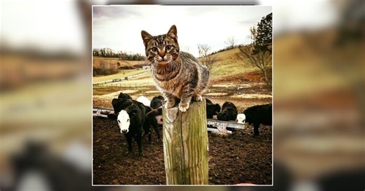 Mug Shot of the Week: Patsy Ramsey