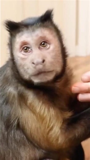 Monkey Patty Cake! #monkey #pattycake #playtime