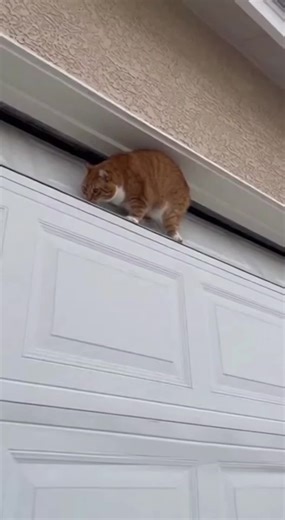 Searching for the Perfect Cat Video