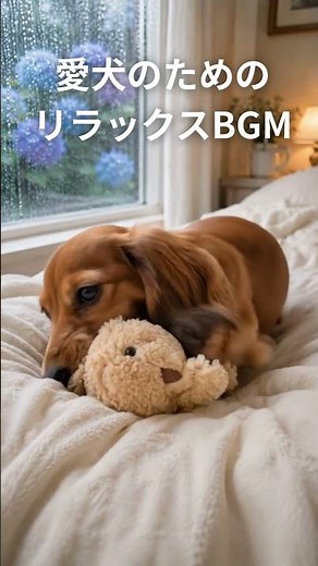 愛犬が安心して眠るリラックスBGM｜やさしい雨音入り｜ミニチュアダックスの雨の日の過ごし方