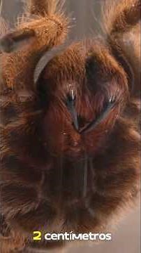 Tarántula Goliat: La Araña Más Pesada del Mundo