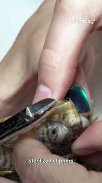 Even turtles need TLC 🐢✨ @‌exotic.pet.vet #TurtleLove #CuteAnimals #AnimalLovers #PetCare