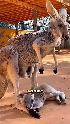 The Secret Life Inside a Kangaroo’s Pouch! 🦘😱
