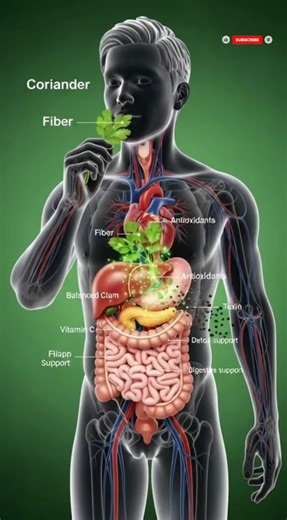 What Happens When You Eat Coriander? | Digestion, Blood Sugar & Detox Support | 3D Animation